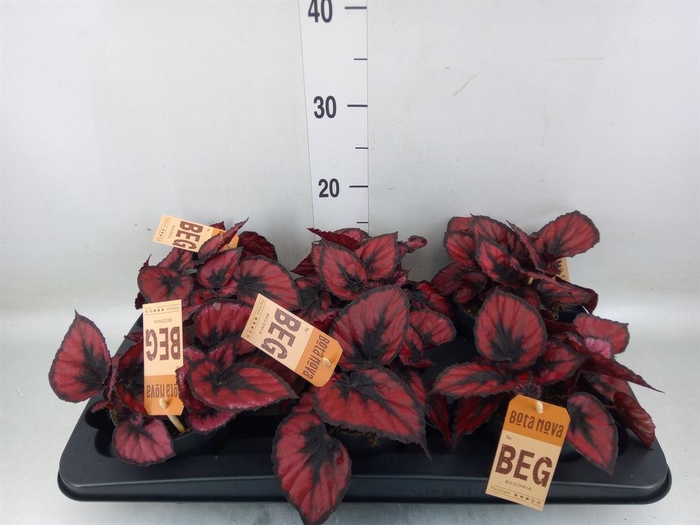 <h4>Begonia BD 'MagicColours Red Kiss'</h4>