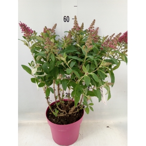 Buddleja davidii 'Butterf CL Ruby'