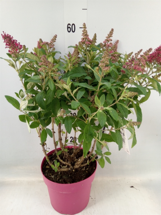 <h4>Buddleja davidii 'Butterf CL Ruby'</h4>
