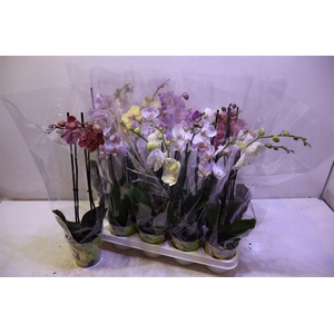 Phal Gem 6 Kl