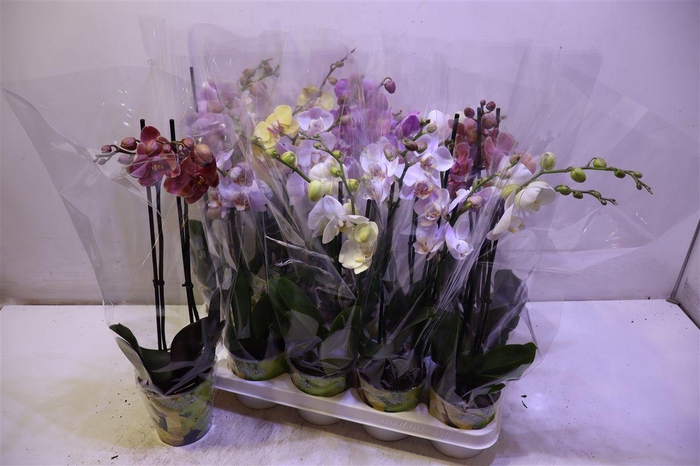 <h4>Phal Gem 6 Kl</h4>