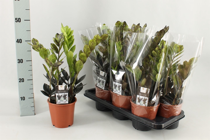 <h4>Zamioculcas zamiifolia 'Dowon'</h4>