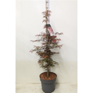 Acer palmatum 'Garnet' P32 potgekweekt