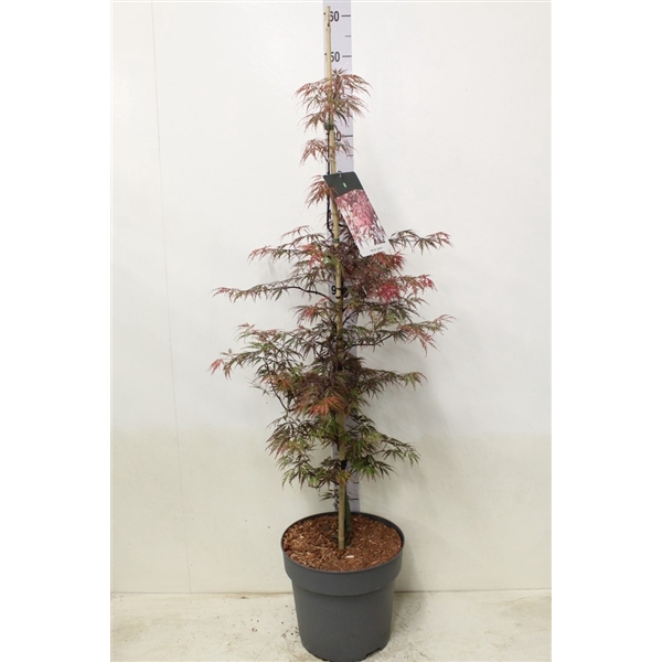 <h4>Acer palmatum 'Garnet' P32 potgekweekt</h4>