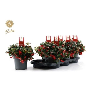 GAULTH PR BIG BERRY P15