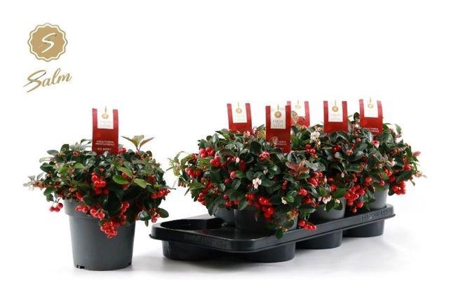 <h4>GAULTH PR BIG BERRY P15</h4>