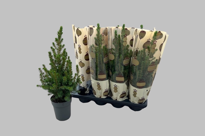 <h4>PICEA GL CONICA</h4>