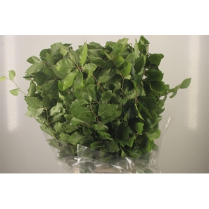 Beuk Groen Per Bunch ( Faggio )