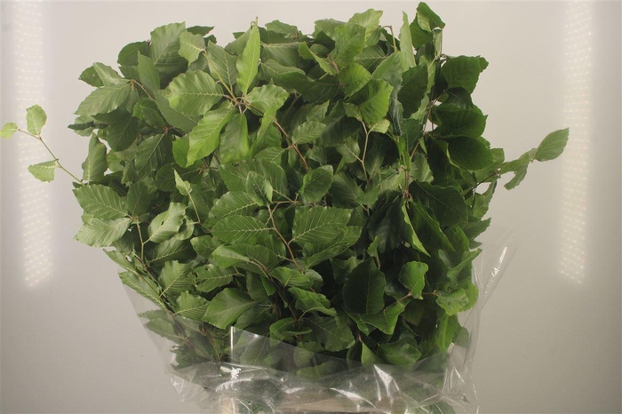 <h4>Beuk Groen Per Bunch ( Faggio )</h4>
