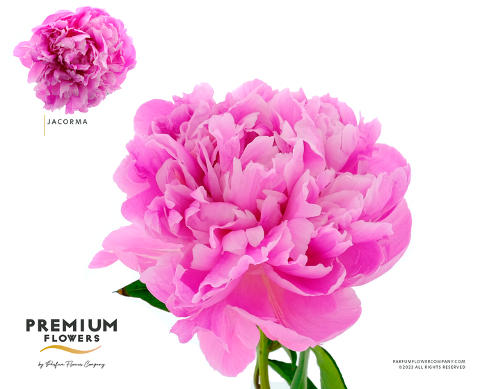 <h4>Paeonia Jacorma</h4>