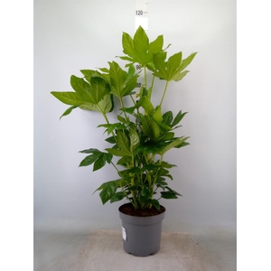 Fatsia japonica   ...