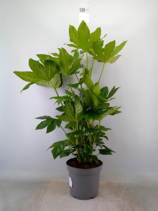 <h4>Fatsia japonica   ...</h4>