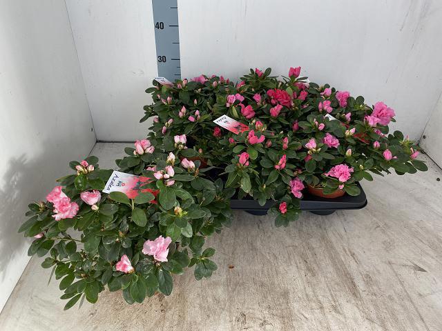 <h4>RHODO SI VOGEL GEM</h4>