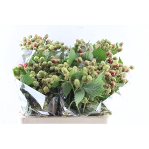 Rubus Fr Chester