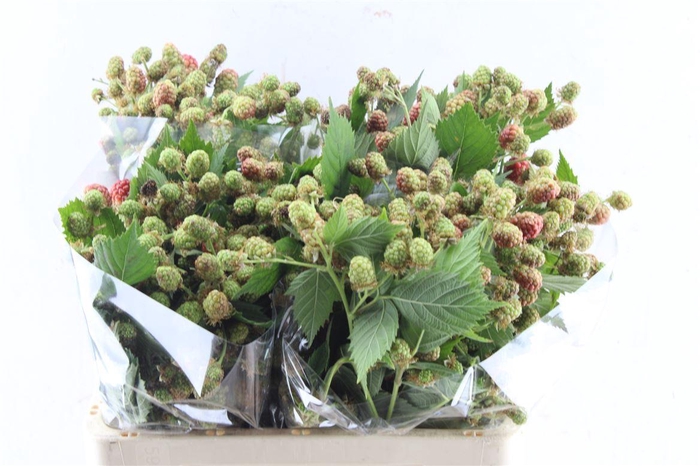 <h4>Rubus Fr Chester</h4>