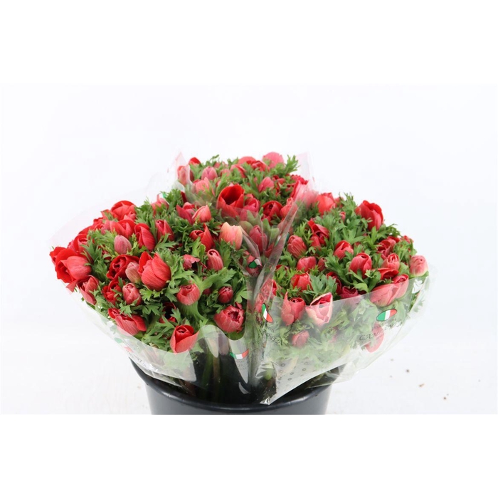 <h4>Anem Mistral Red</h4>