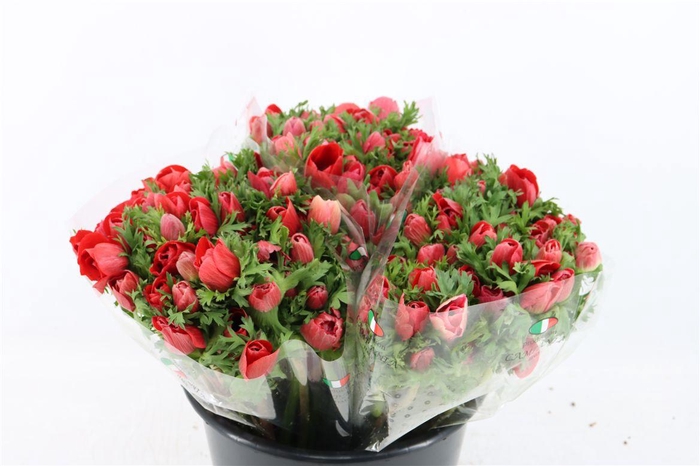 <h4>Anem Mistral Red</h4>