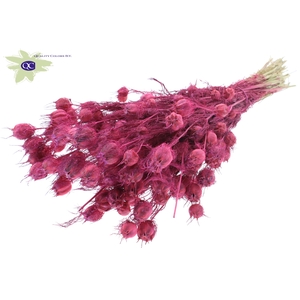 Nigella per bunch Frosted Cerise