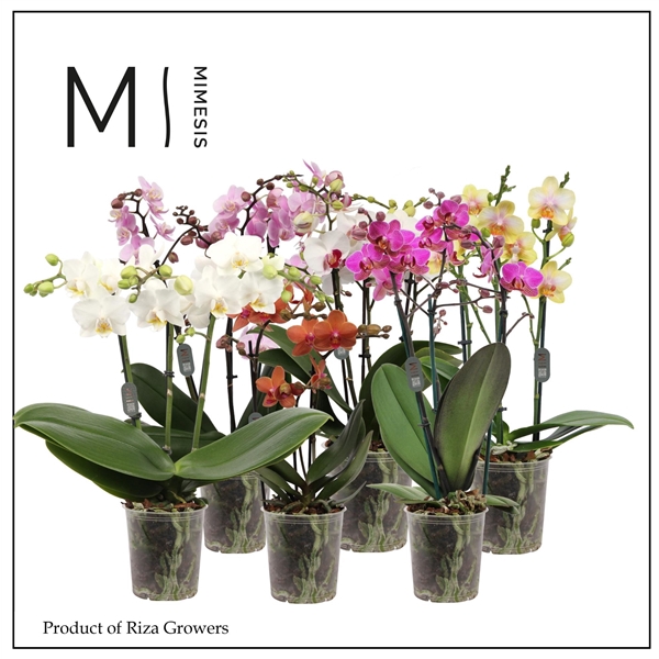 <h4>Mimesis Phal. Multi Mix - 3 spike 12cm</h4>