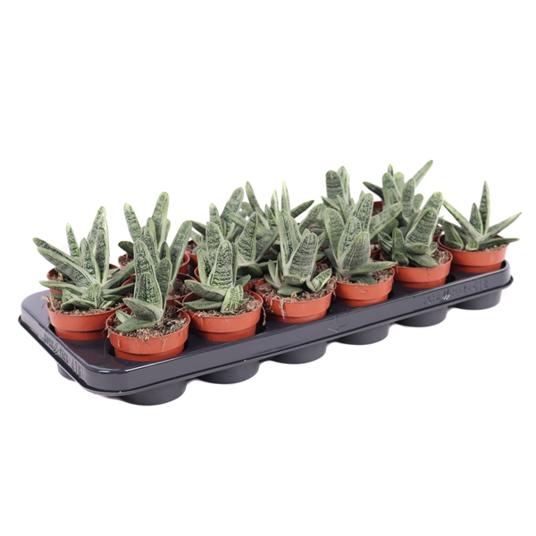 <h4>Gasteria little warty 8,5 cm</h4>