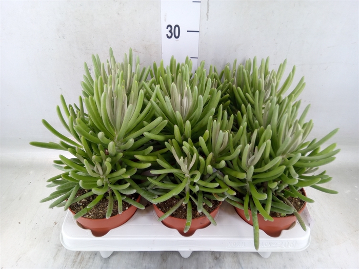 <h4>Senecio   ...</h4>