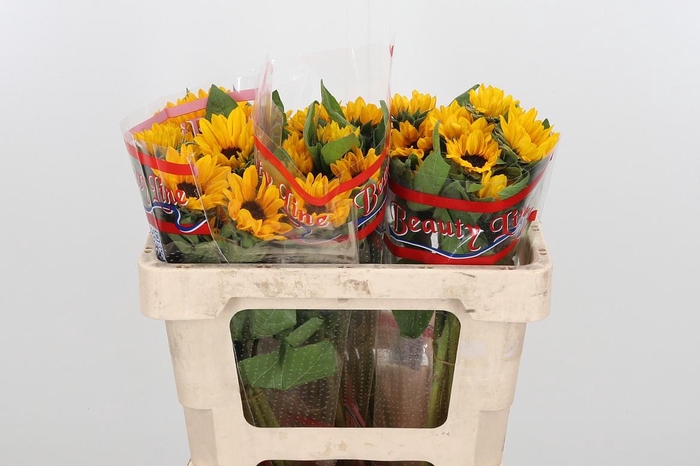 <h4>Heli Sunova</h4>