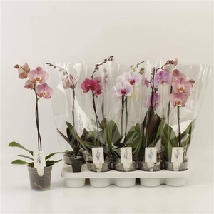 PHAL GEM