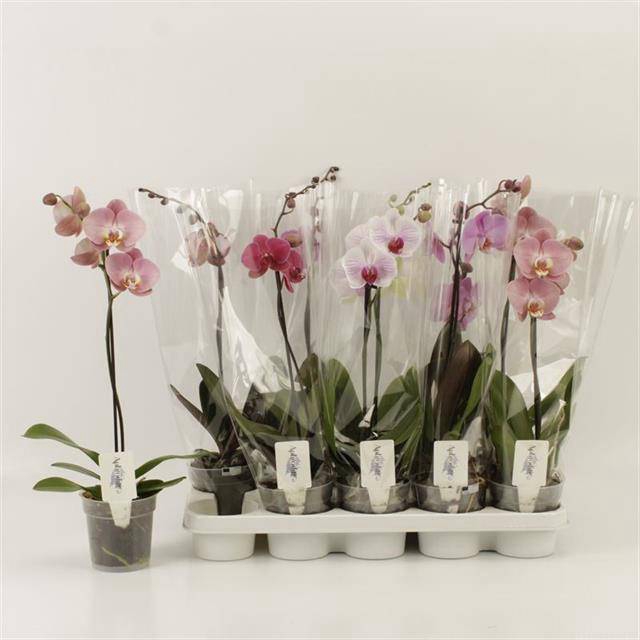 <h4>PHAL GEM</h4>