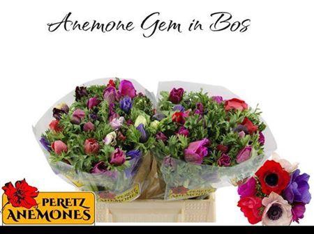 <h4>Anem Gem Bs</h4>