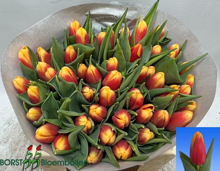 <h4>TU EN SOPRANO</h4>