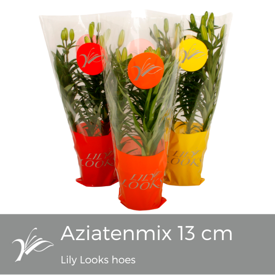 <h4>Lilium 13 cm aziatenmix Lily Looks hoes (az. lelie)</h4>