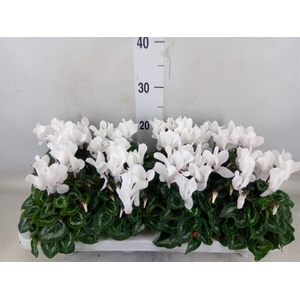 Cyclamen MD 'Allure'