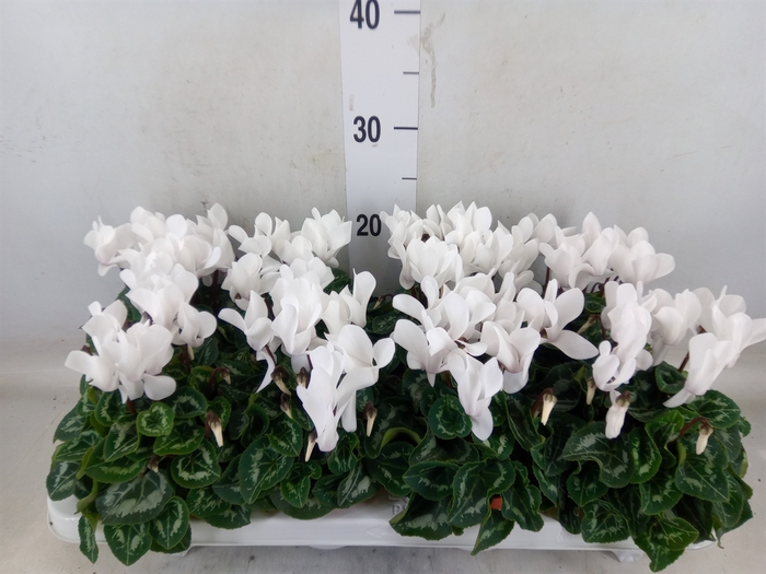 <h4>Cyclamen MD 'Allure'</h4>