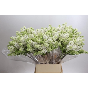 Syringa Vulg Madame Florent Stepman