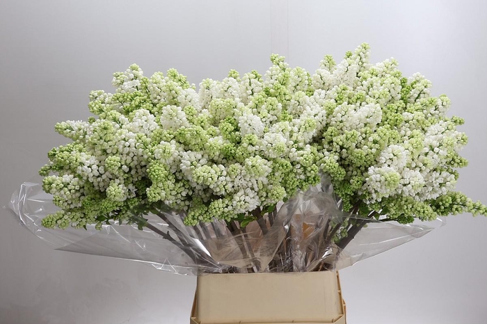<h4>Syringa Vulg Madame Florent Stepman</h4>