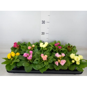 Primula ac.   ...mix
