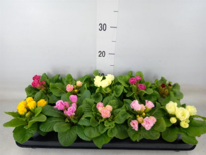 <h4>Primula ac.   ...mix</h4>