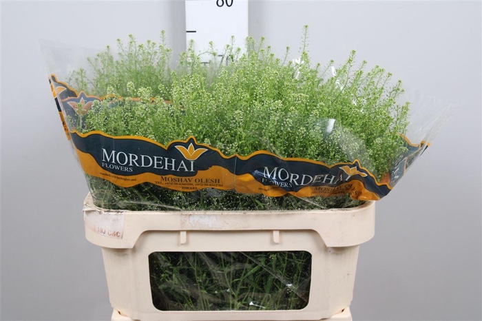 <h4>Lep Ru Green Bell</h4>