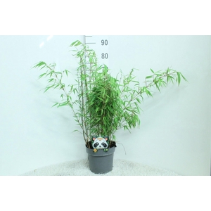 Fargesia rufa
