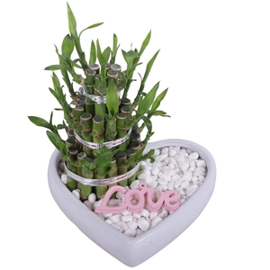 Lucky Bamboo Shape Round 3S in Ceramic Heartshape pot Ø18cm