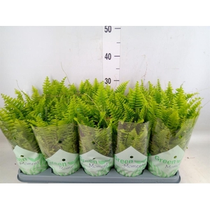 Nephrolepis exal. 'Green Moment'