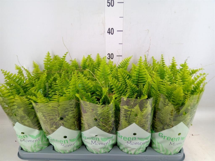 <h4>Nephrolepis exal. 'Green Moment'</h4>