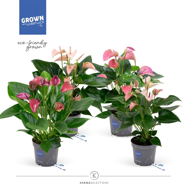 <h4>Anthurium - KARMA Multiflora Mix | 12cm</h4>