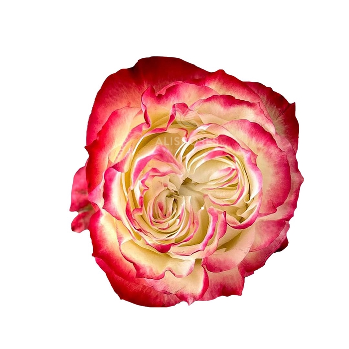 R Gr Apple Jack Bicolor 60cm EC