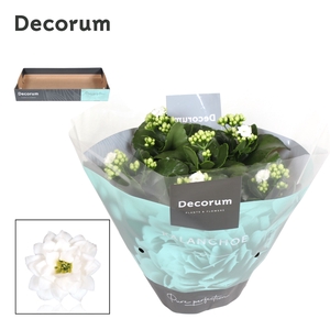 Kalanchoe Decorum - White