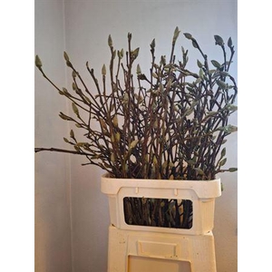 T Magnolia Ov Roze 100cm