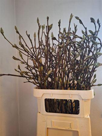 <h4>T Magnolia Ov Roze 100cm</h4>