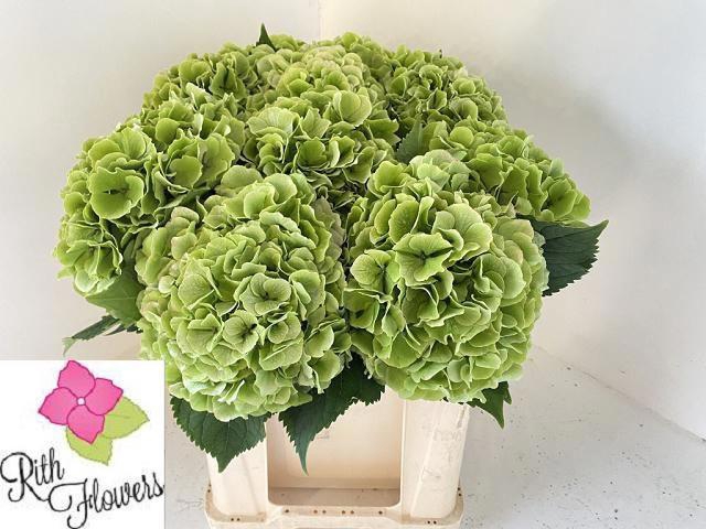 <h4>HYDR M CH VERENA CL</h4>