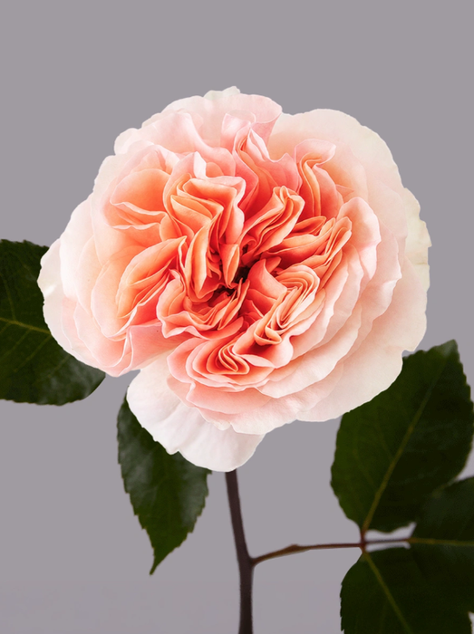 <h4>R GR JUICY X-PRESSION Tessa</h4>