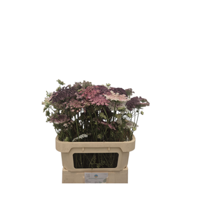 DAUCUS CAROTA DARA